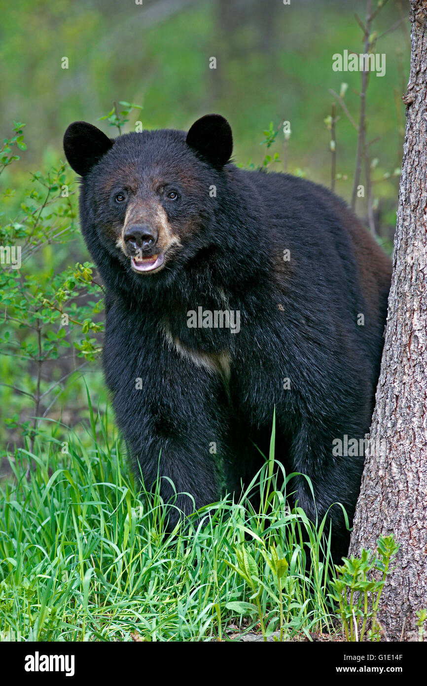 Black Bear big female standing by spruce tree, watching Stock Photo