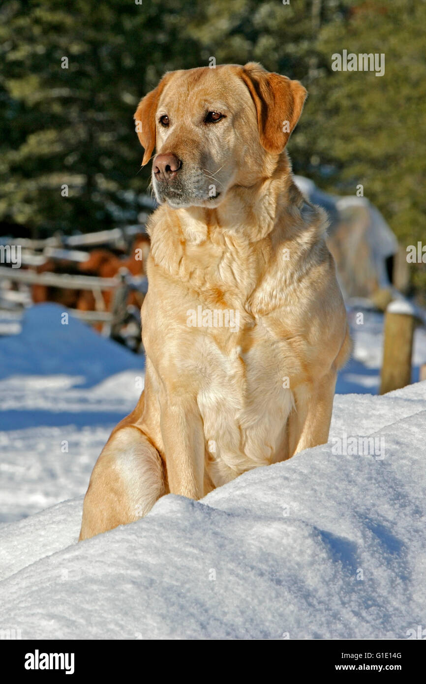 Yellow Labrador Retriever sitting on snowy hill, portrait Stock Photo