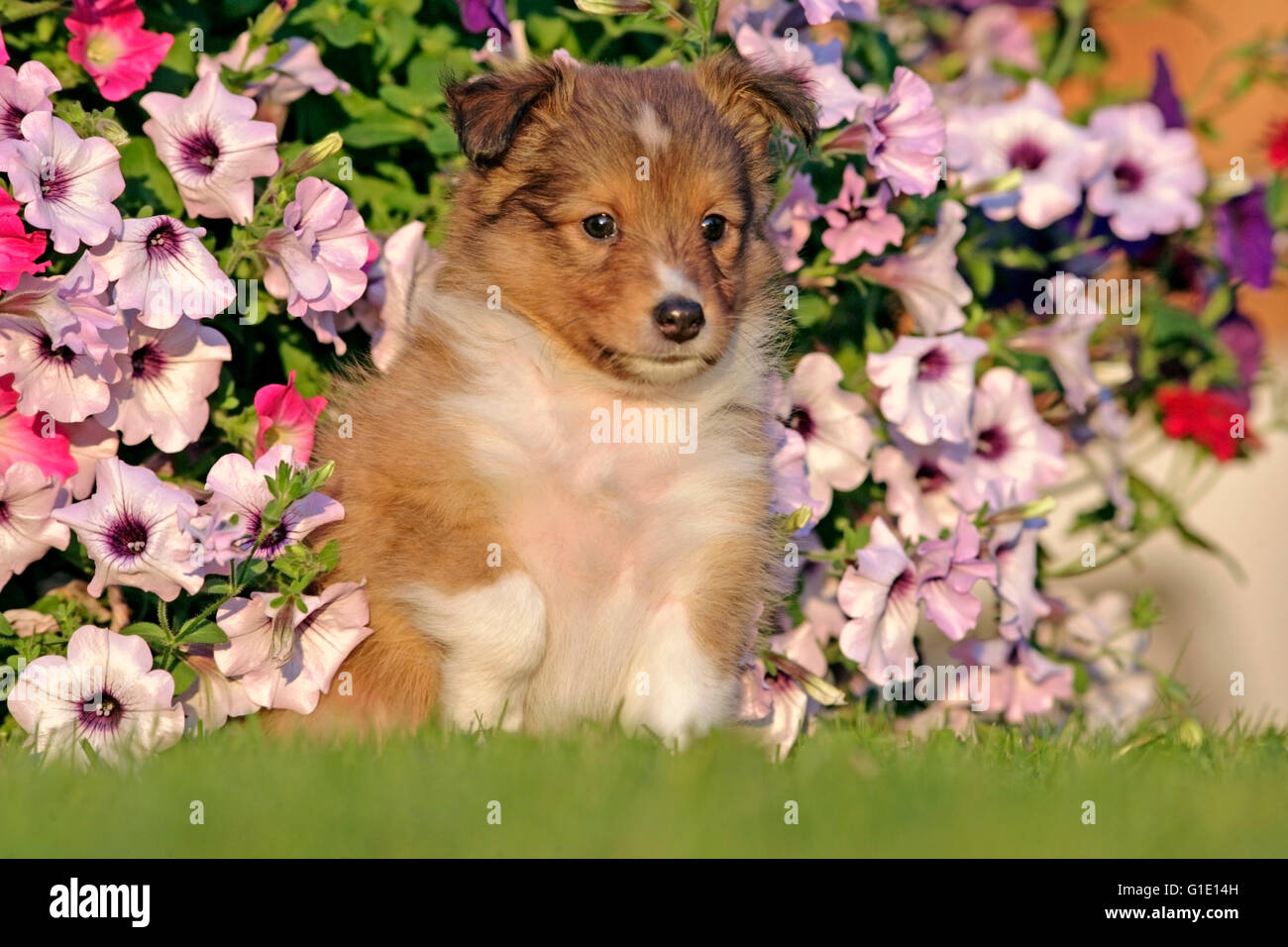 Shetland Sheepdog puppy sitting in grass by flowers Stock Photo - Alamy