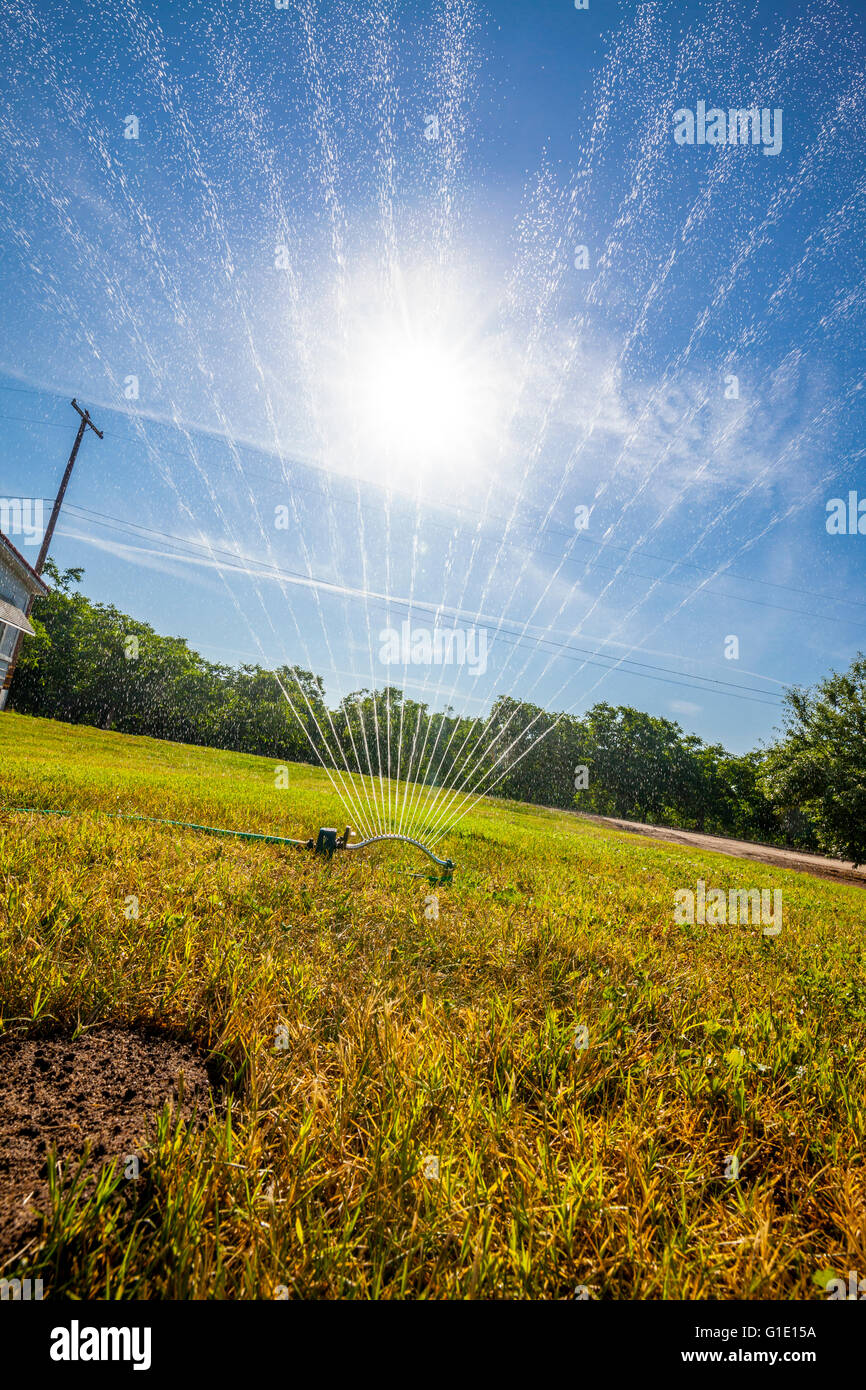 A hose end oscillating sprinkler on a large grass area Stock Photo