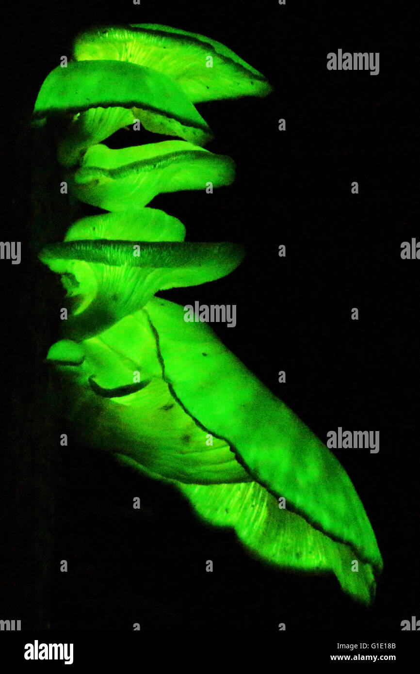 Bioluminescent hi-res stock photography and images - Alamy