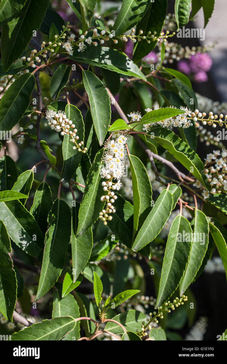 Prunus lusitanica Stock Photo