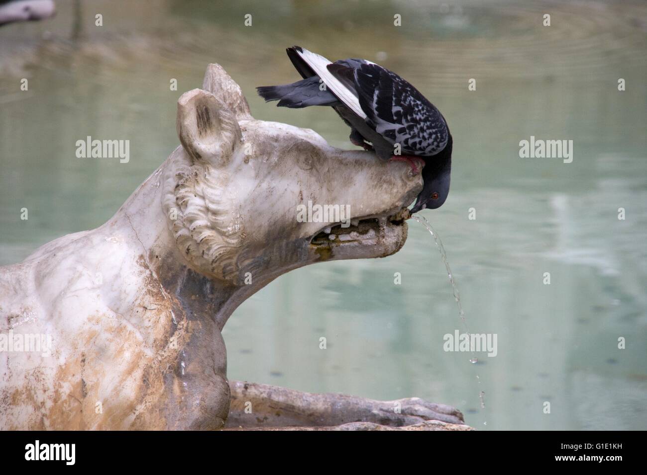 pigeon drinks water from dogs statue Stock Photo