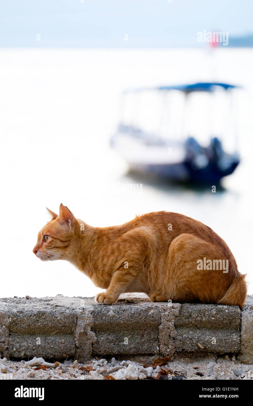 Read cat at the sea with boat in the background in the early morning. taking at Gili Meno Stock Photo