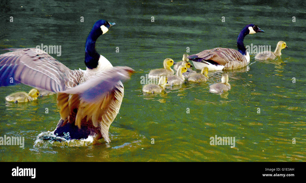 Eurin, Germany. 12th May, 2016. Barnacle geese and goslings swim in a moat at Eutiner Castle in Eurin, Germany, 12 May 2016. Photo: Holger Hollemann/dpa/Alamy Live News Stock Photo