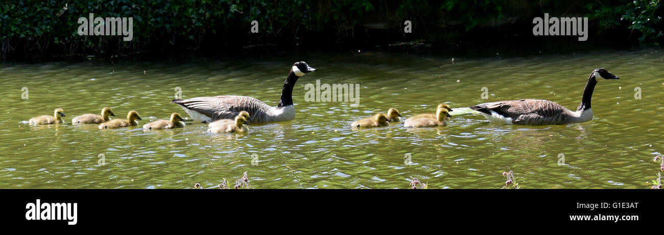 Eurin, Germany. 12th May, 2016. Barnacle geese and goslings swim in a moat at Eutiner Castle in Eurin, Germany, 12 May 2016. Photo: Holger Hollemann/dpa/Alamy Live News Stock Photo