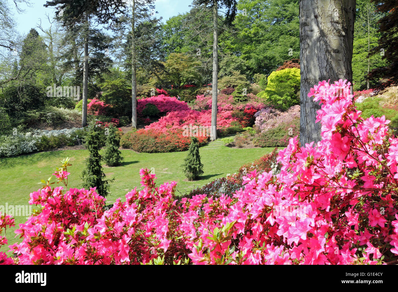 The Punch Bowl in the Valley Gardens at Virginia Water, Surrey, UK. 13th May 2016. Stunning