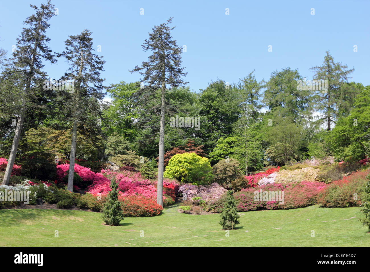 The Punch Bowl in the Valley Gardens at Virginia Water, Surrey, UK. 13th May 2016. Stunning
