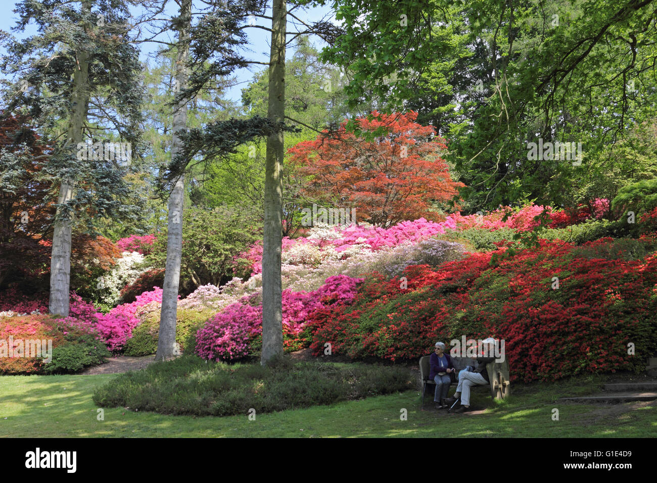 The Punch Bowl in the Valley Gardens at Virginia Water, Surrey, UK. 13th May 2016. Stunning
