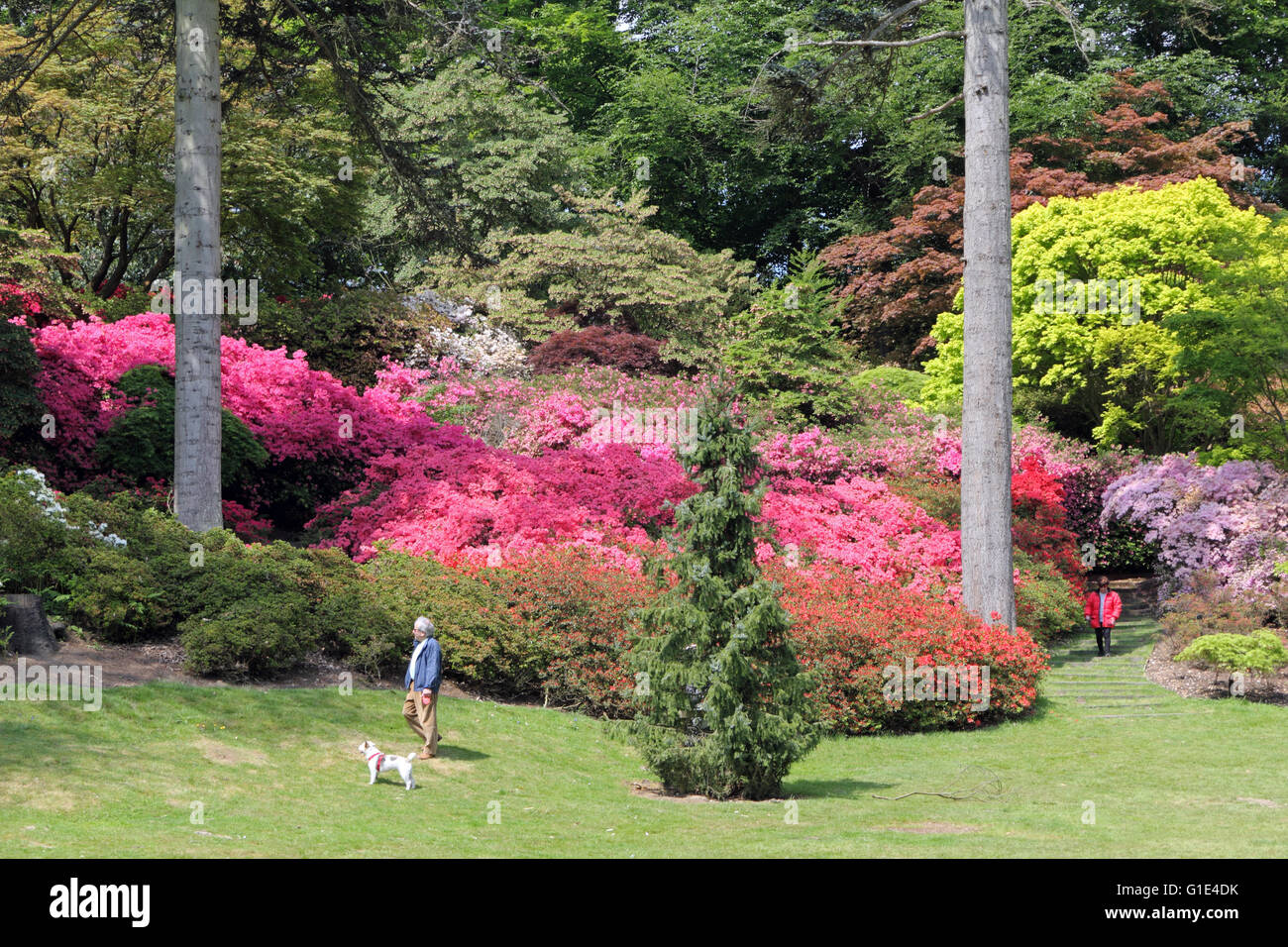 The Punch Bowl in the Valley Gardens at Virginia Water, Surrey, UK. 13th May 2016. Stunning