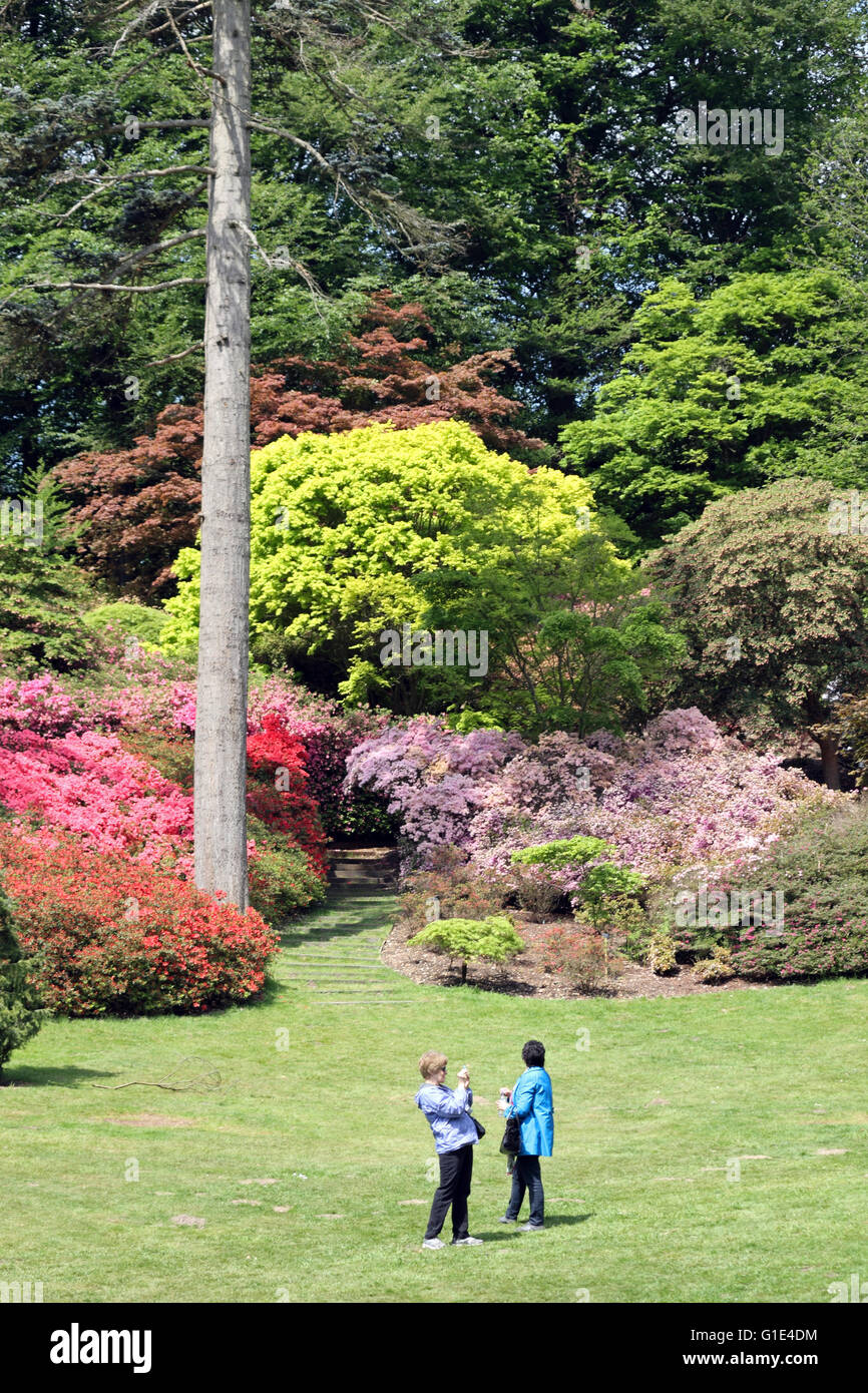 The Punch Bowl in the Valley Gardens at Virginia Water, Surrey, UK. 13th May 2016. Surrounded by