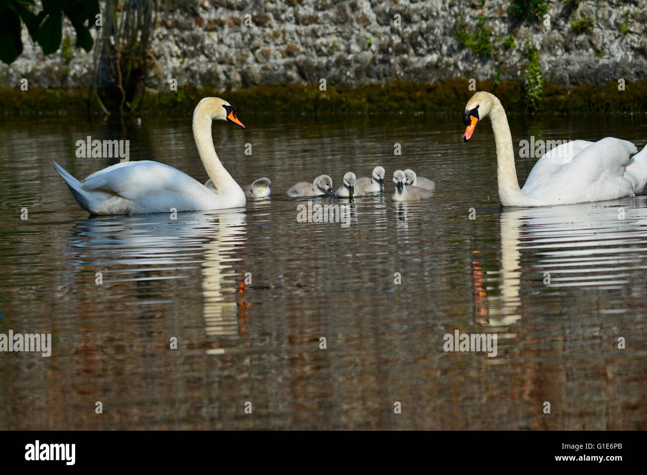 Bell ringing swan leaves palace hi-res stock photography and images - Alamy