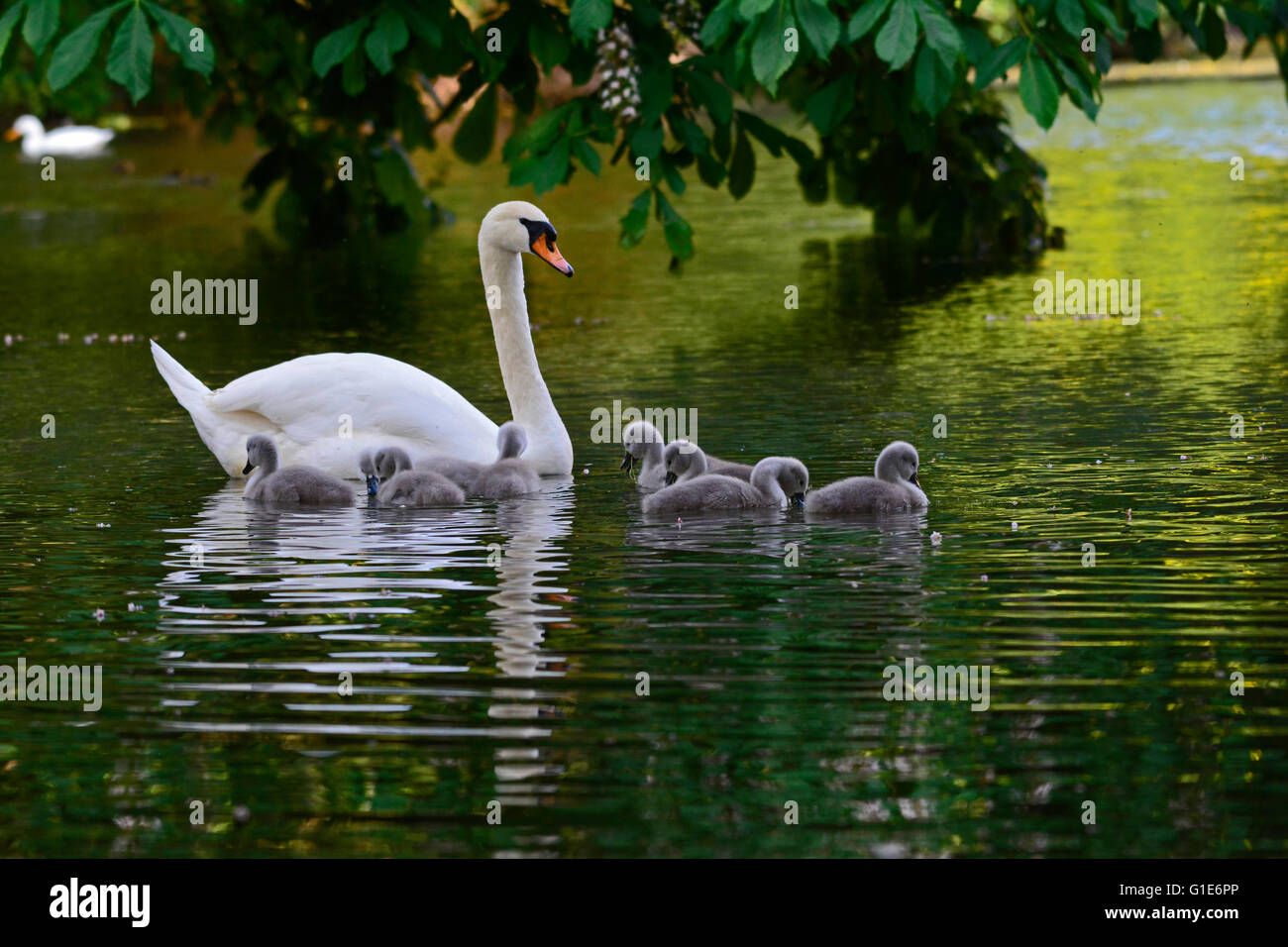 Wells, Somerset, UK. 13th May, 2016. UK Weather. Swans with