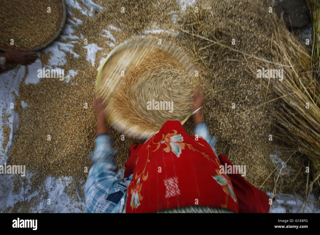 Lalitpur, Nepal. 13th May, 2016. A Nepalese farmer winnows wheat grains