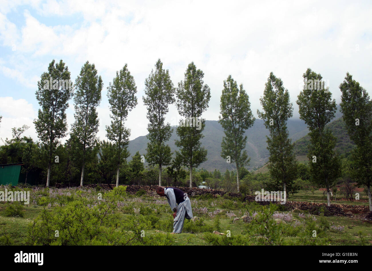 Srinagar, Indian Administered Kashmir14 May. A cherry grower offering