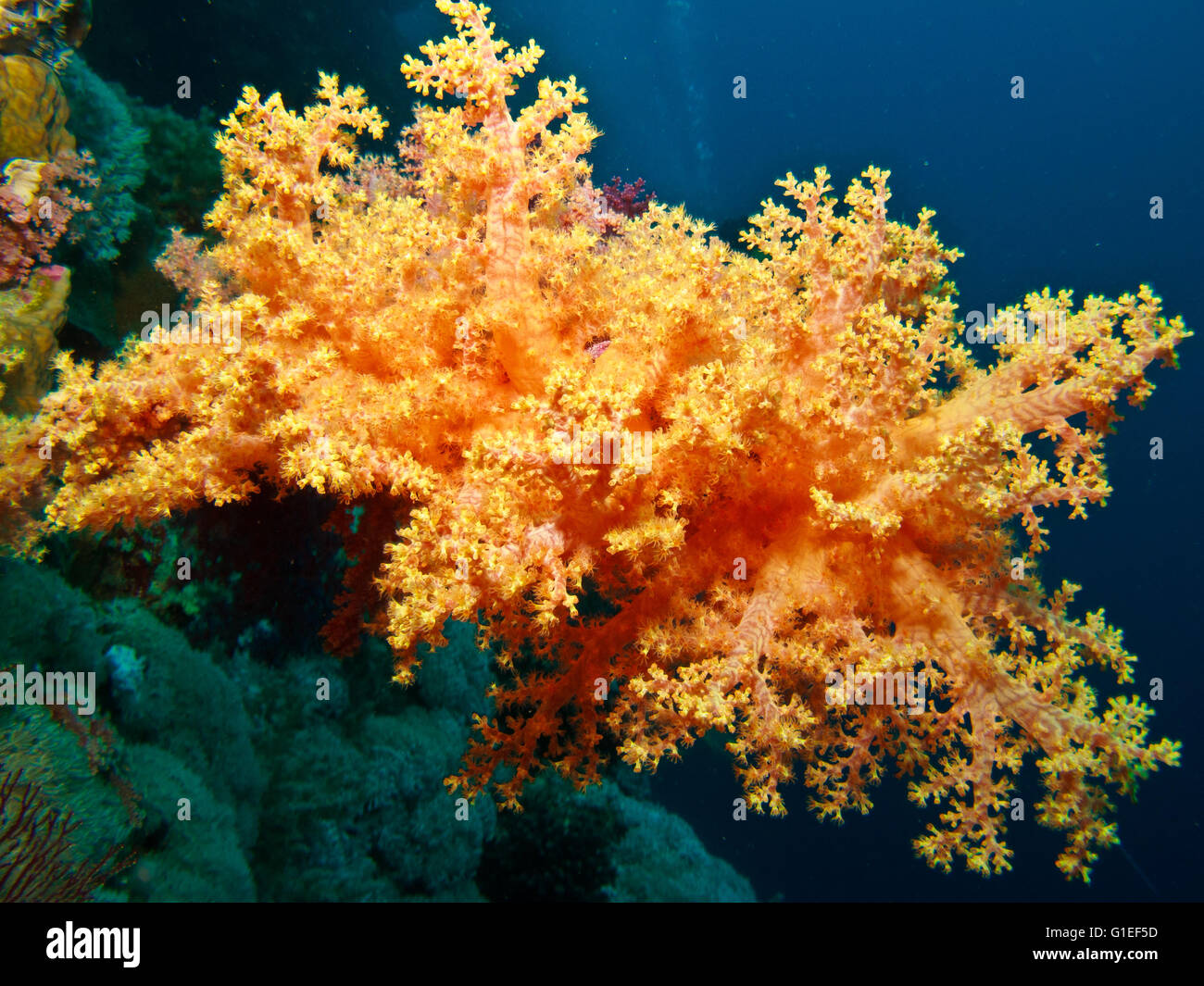 Orange soft coral in the blue world. Stock Photo