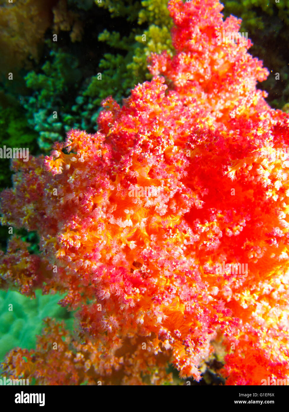 Bright red coral reef underwater Stock Photo Alamy