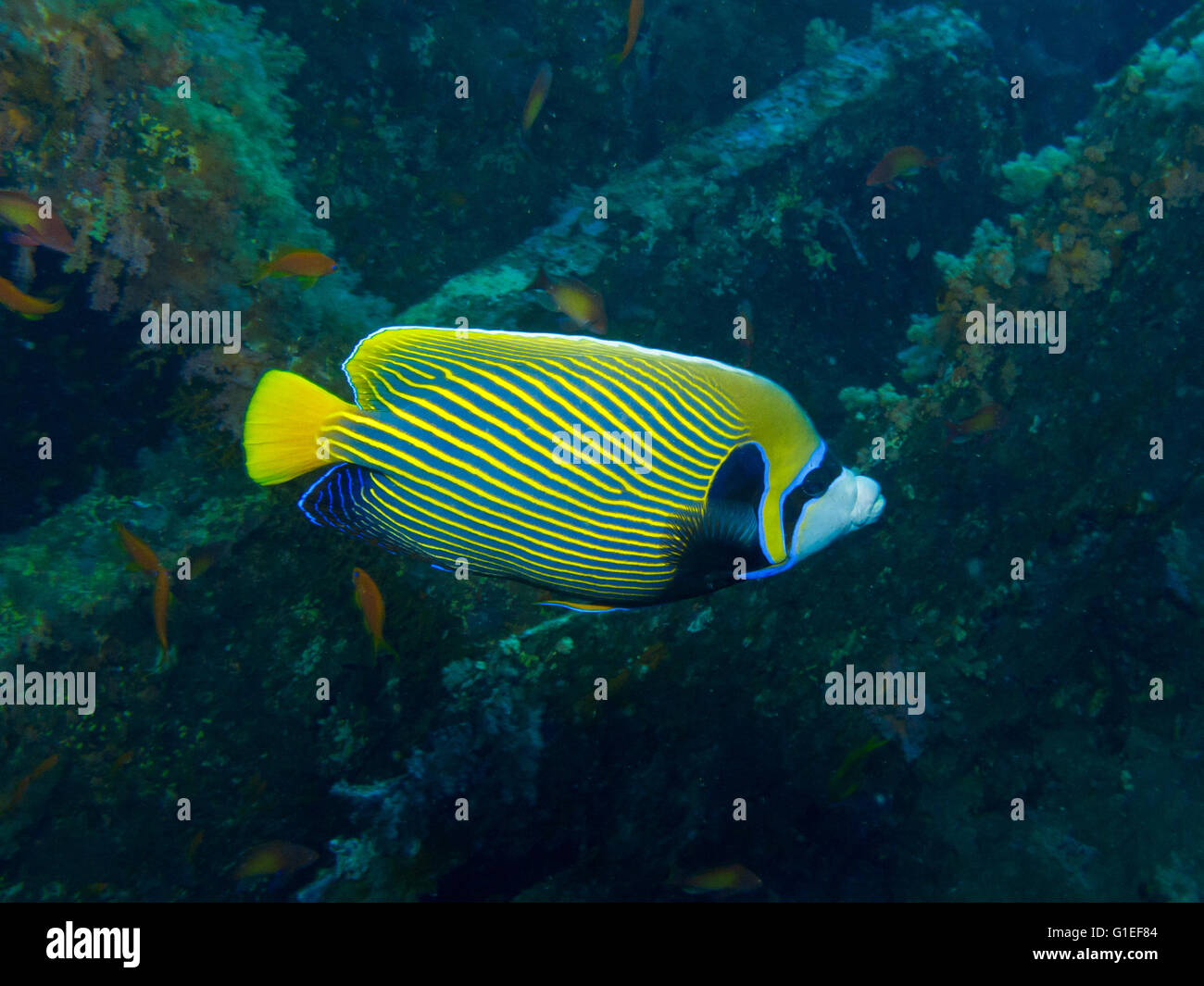 An Emperor Angelfish foraging near a wreck. Stock Photo