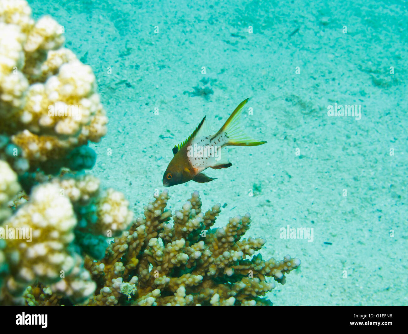 A Cardinalfish in the Red Sea. Stock Photo