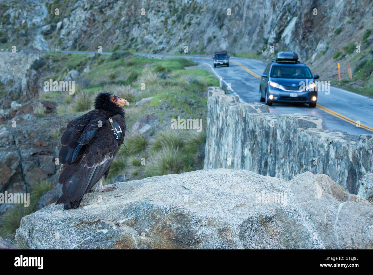 A California condor Gymnogyps californianus in Big Sur California with