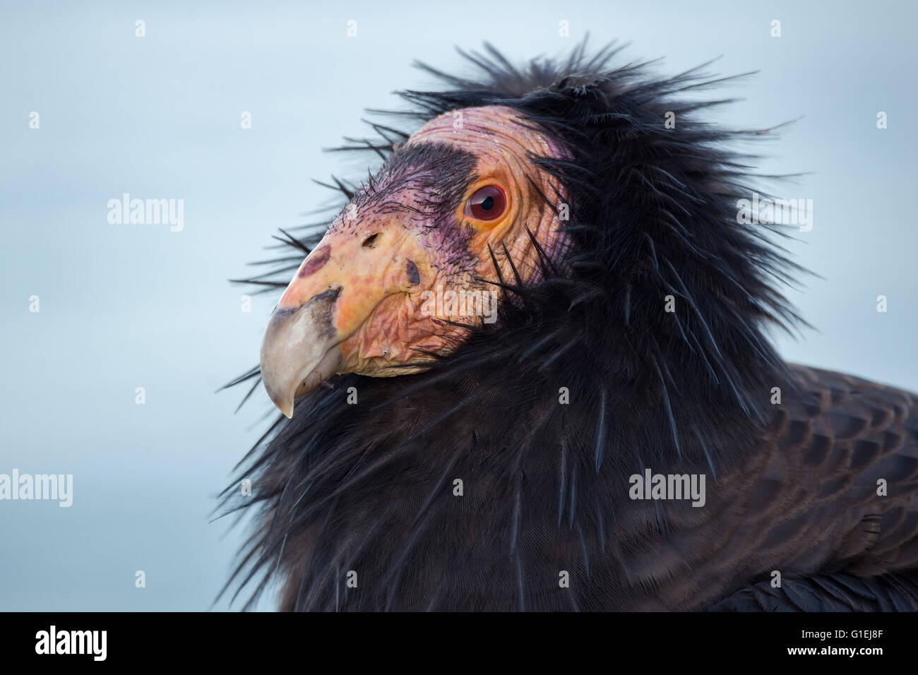 A closeup portrait of a California condor  Gymnogyps californianus in Big Sur California Stock Photo