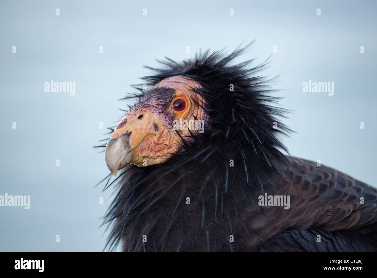 A portrait of a California condor  Gymnogyps californianus in Big Sur California Stock Photo