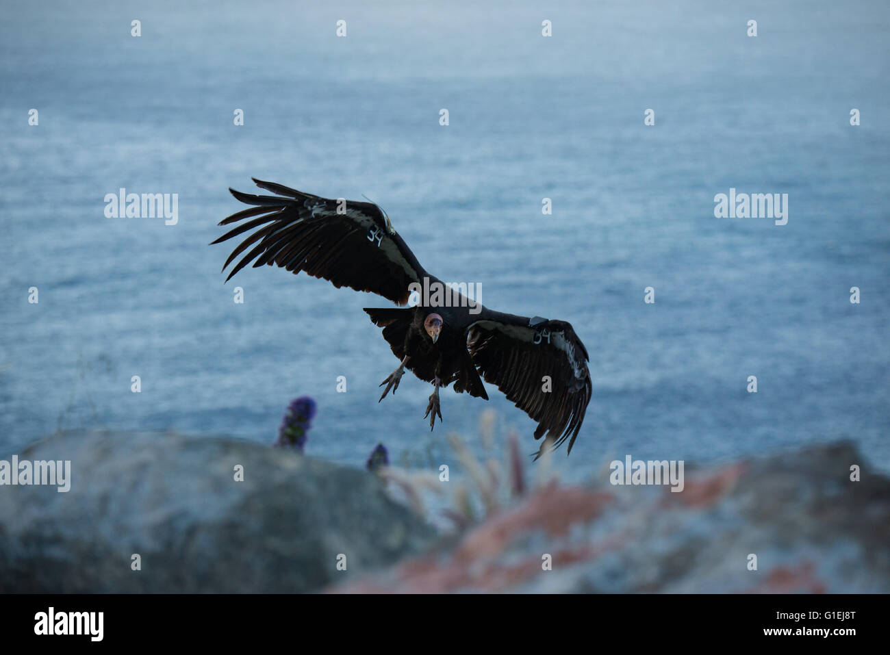 A California condor Gymnogyps californianus about to land along the cliff of Big Sur California Stock Photo
