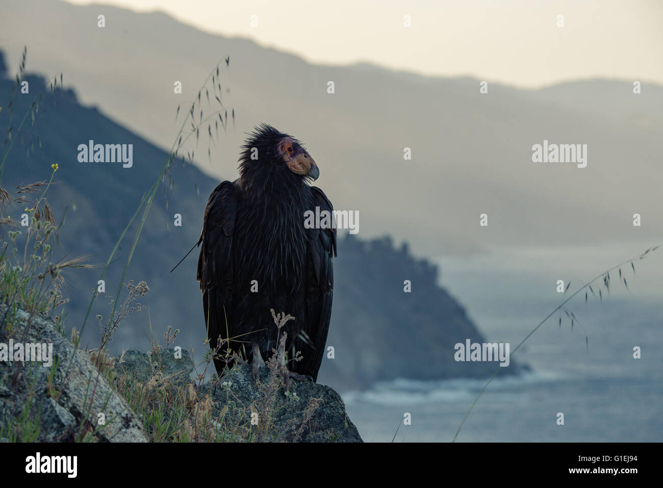 A California condor Gymnogyps californianus standing along the steep cliffs of Big Sur California Stock Photo