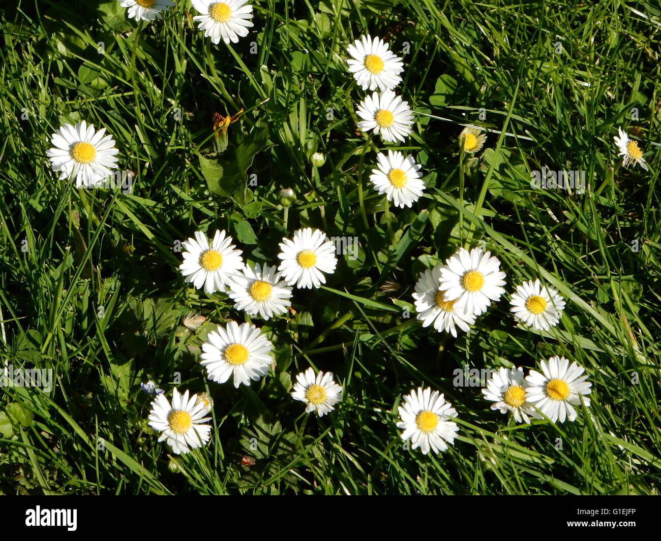 daisy flowers in a garden in Bonn, Germany Stock Photo