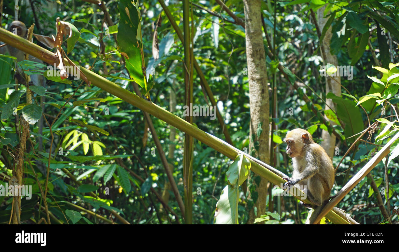 wild monkeys in asian rainforest Stock Photo - Alamy