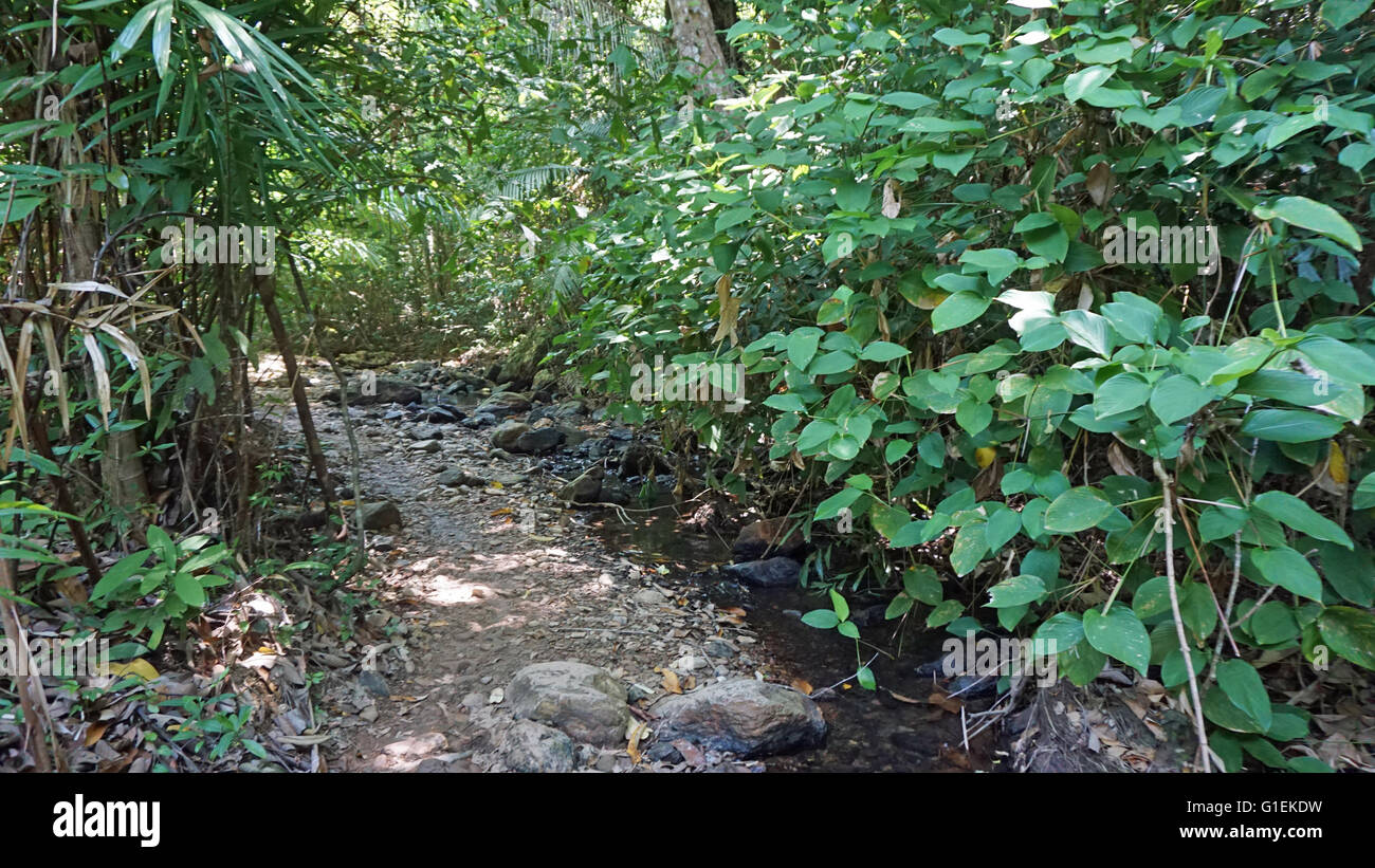 green rainforest on ko lanta island in thailand Stock Photo - Alamy