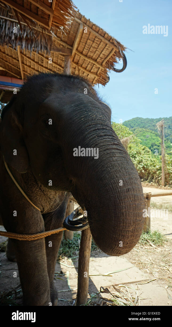 asian elephants on ko lanta island Stock Photo