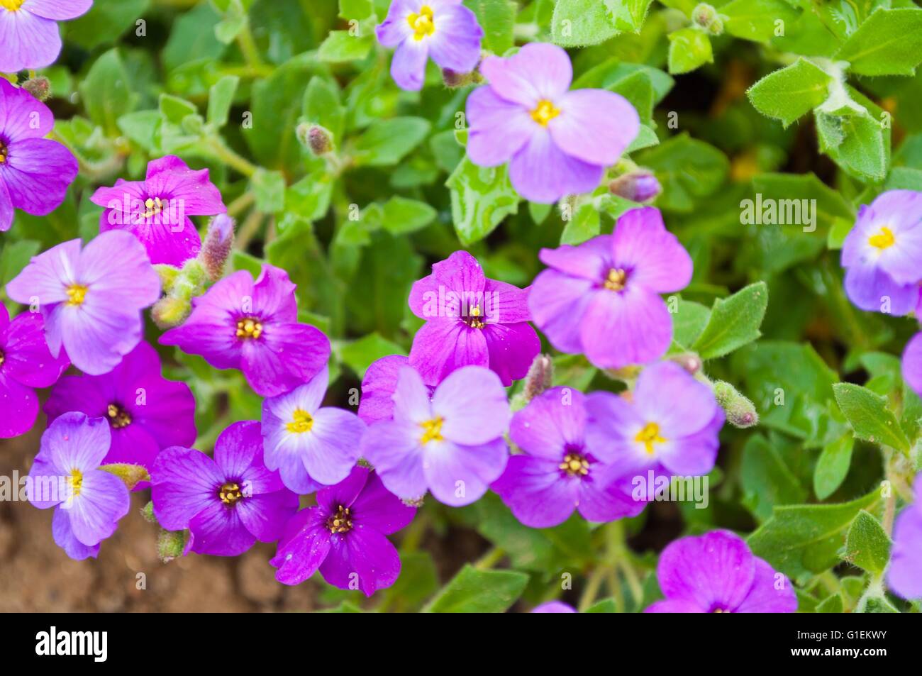 Close up of purple blossoms of Aubrieta flowers in a garden Stock Photo