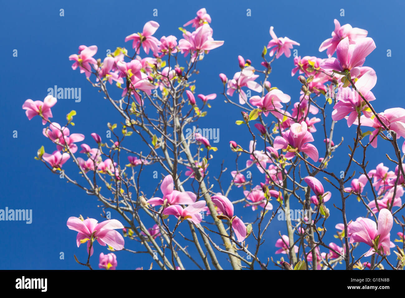 Pink flowers of magnolia tree on bright blue sky background, photo with ...