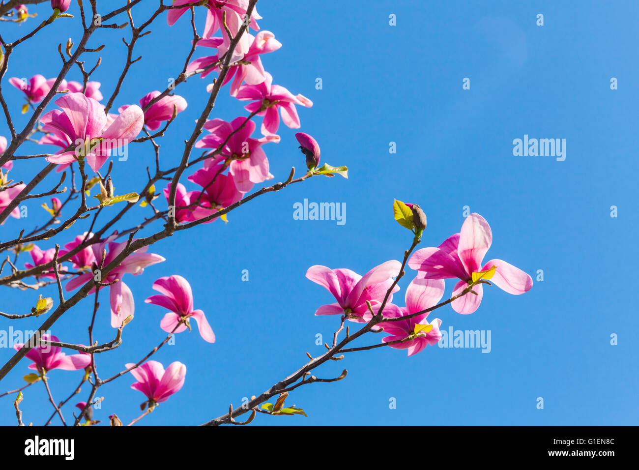 Pink flowers of magnolia tree over bright blue sky background, closeup ...