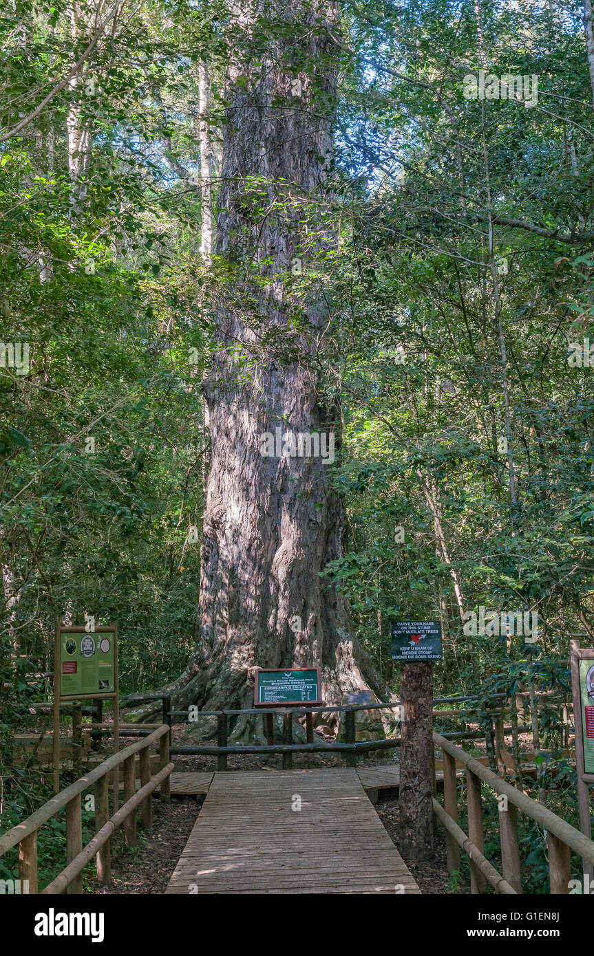 KNYSNA, SOUTH AFRICA - MARCH 5, 2016: The King Edward VII big tree, a 1000 year old yellowwood tree in the Knysna Forest near Di Stock Photo