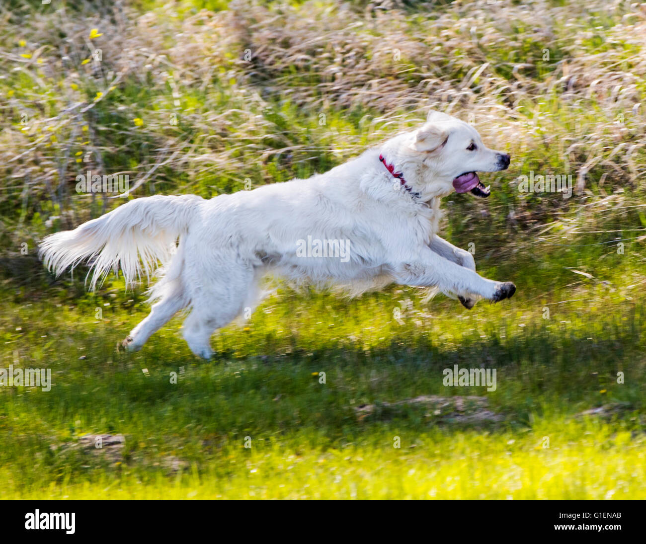 Platinum colored Golden Retriever running on ranch pasture Stock Photo