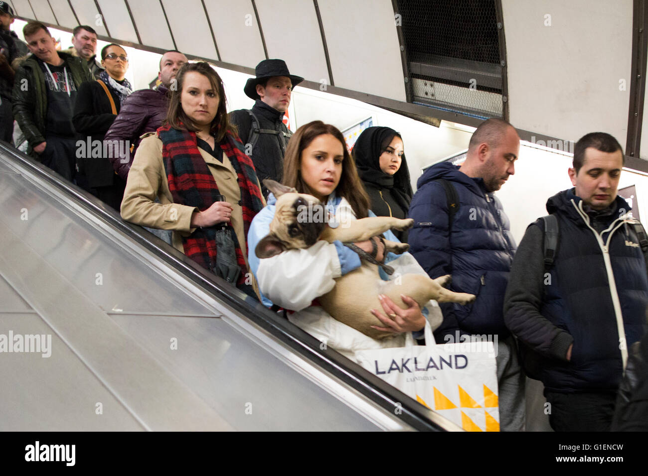Rush Hour and dog at Holborn Tube Station on the London Underground