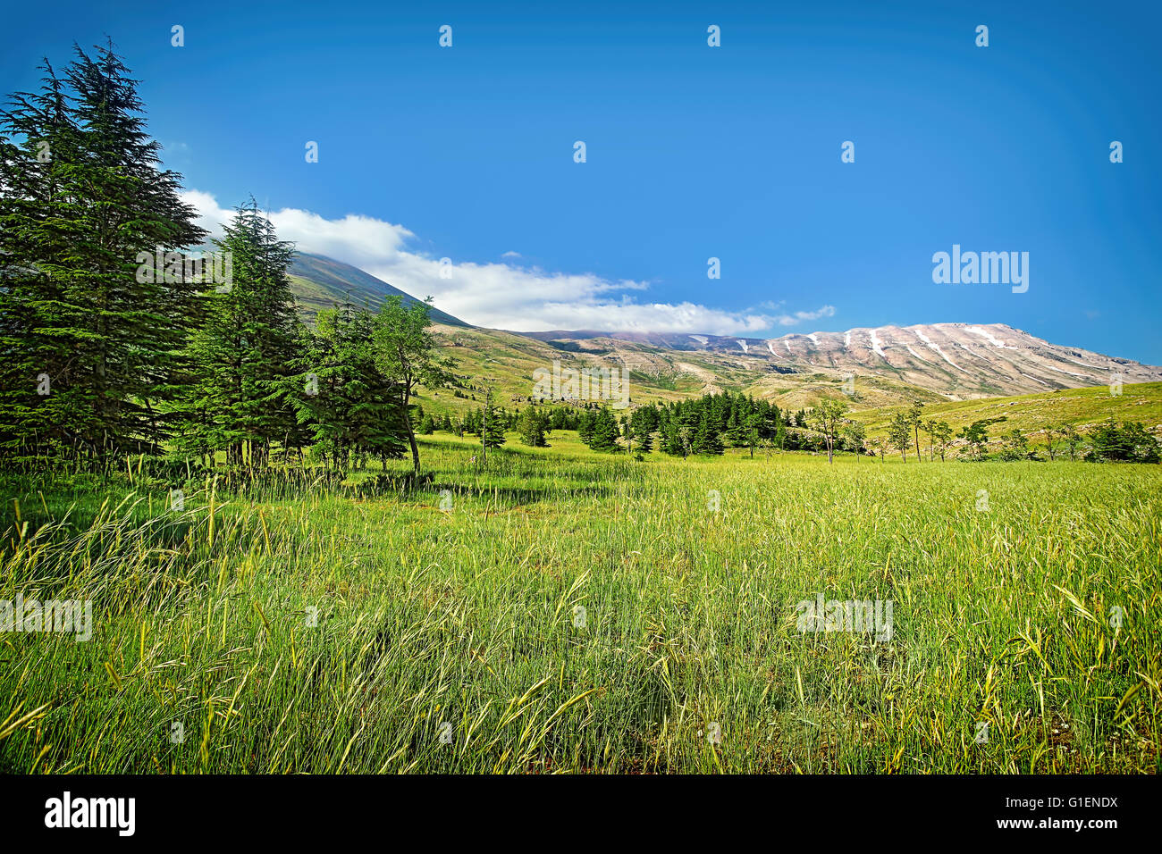 Beautiful nature landscape, amazing view on mountainous valley with Cedar trees, gorgeous nature of Lebanon Stock Photo