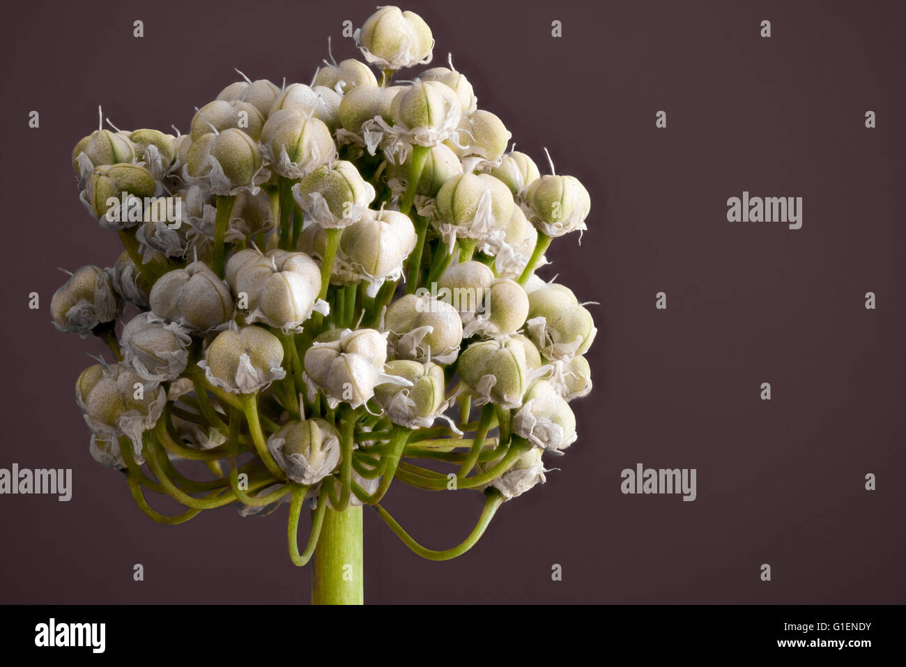 Spring Onion glower turning to seeds Stock Photo