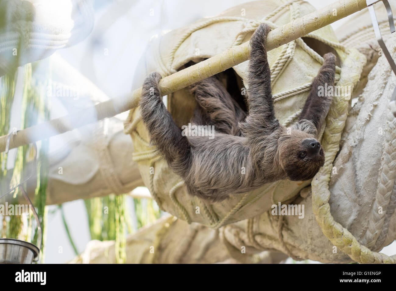 Sloth at Montreal Biodome | Paresseux au Biodome de Montreal Stock Photo