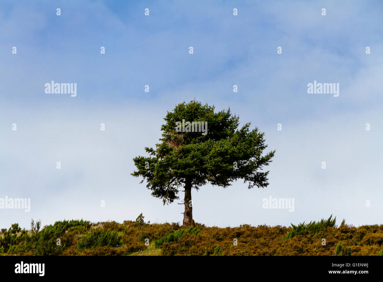 Close up of a tree in beautiful shape in the daytime Stock Photo - Alamy