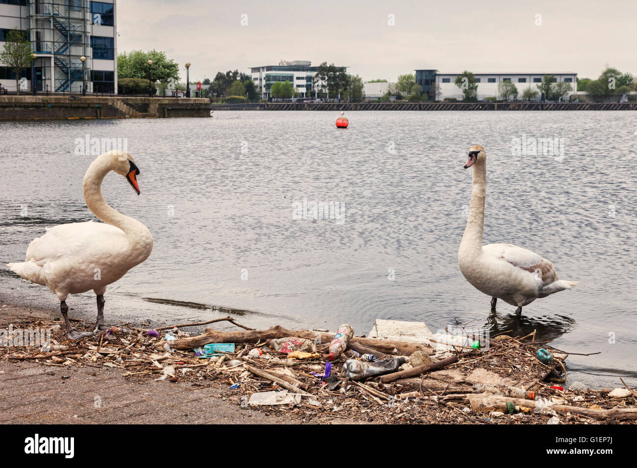 Swans and litter at the edge of the Manchester Ship Canal, Salford Quays, Manchester, England, UK Stock Photo