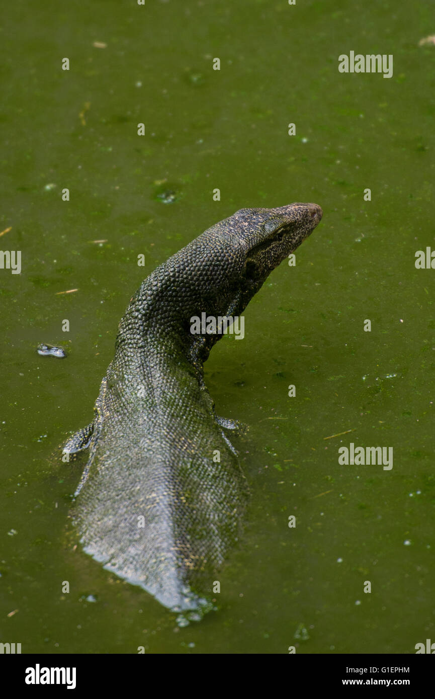 Lizard monitor, Varanus salvator, Varanidae, Asia Roberto Stock Photo ...