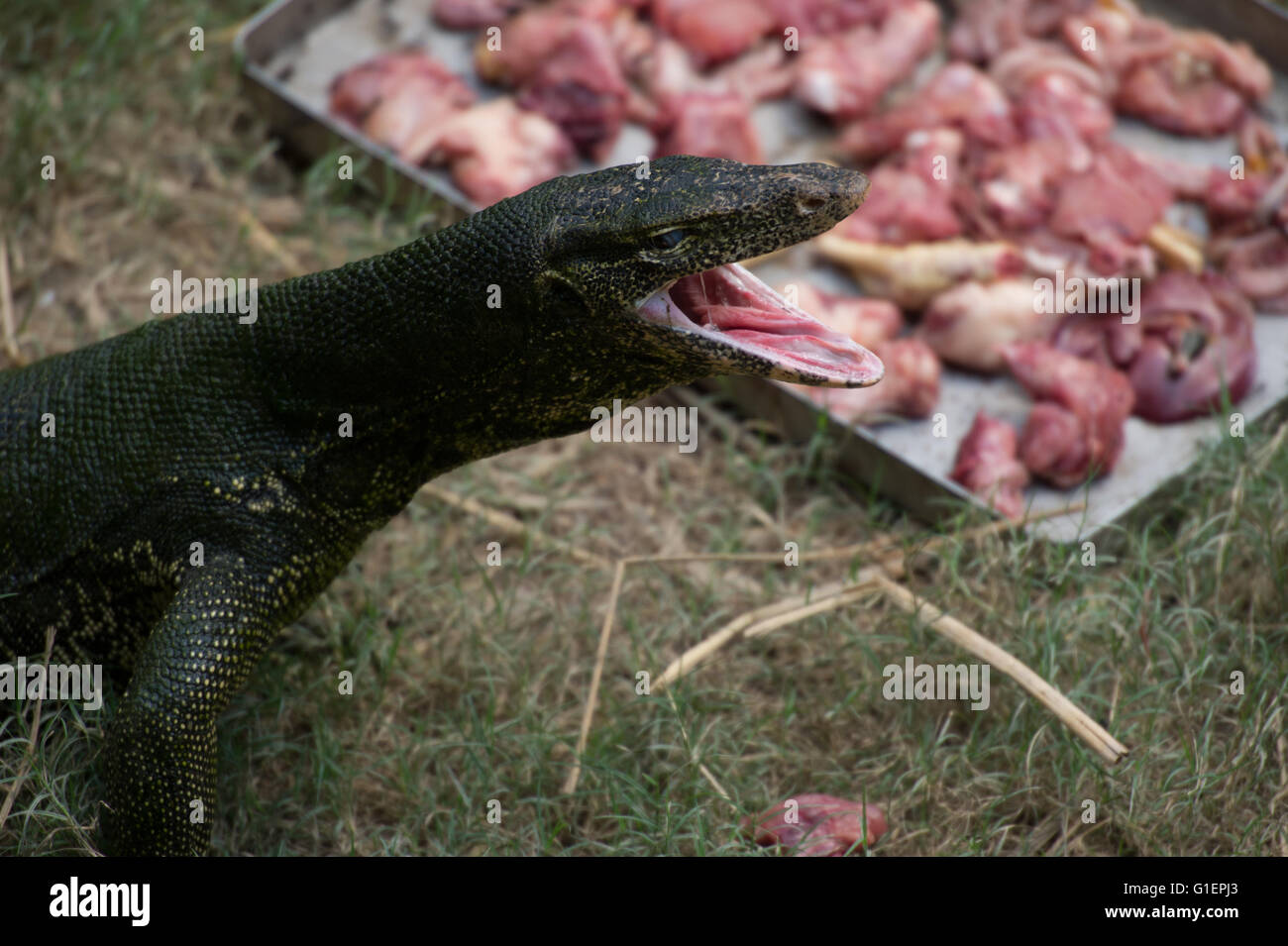 Lizard monitor, Varanus salvator, Varanidae, Asia Stock Photo