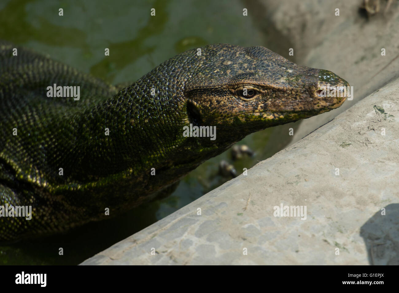 Lizard monitor, Varanus salvator, Varanidae, Asia Stock Photo