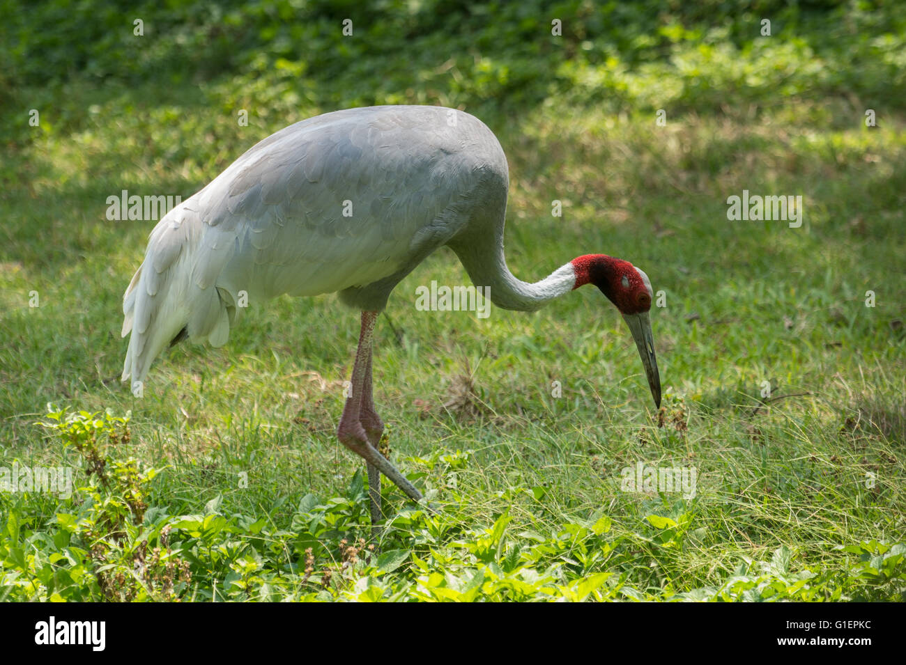 Sarus crane (Grus antigone), Gruidae, India, Asia Stock Photo