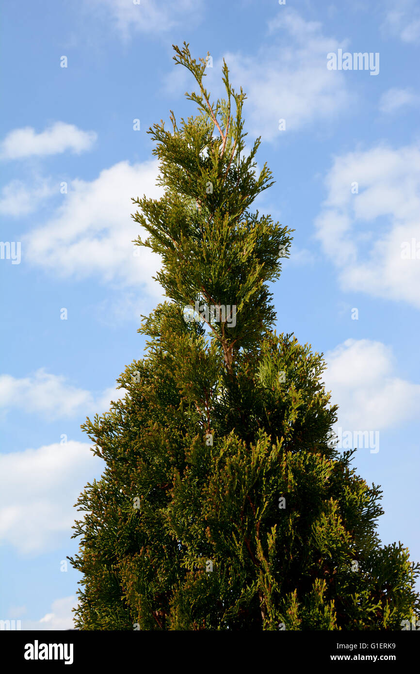 Thuja top part, sky and clouds Stock Photo
