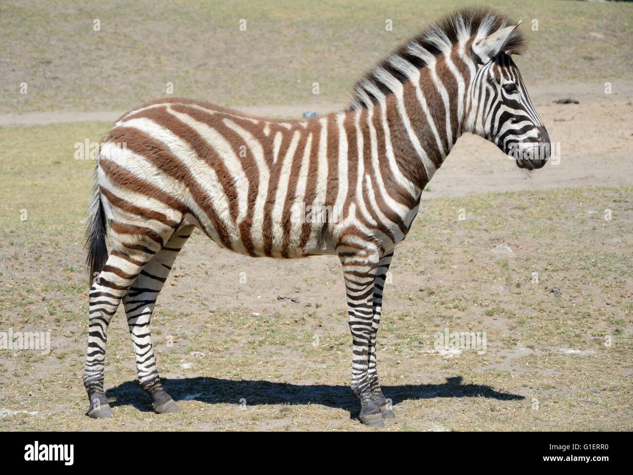 Brown zebra hi-res stock photography and images - Alamy