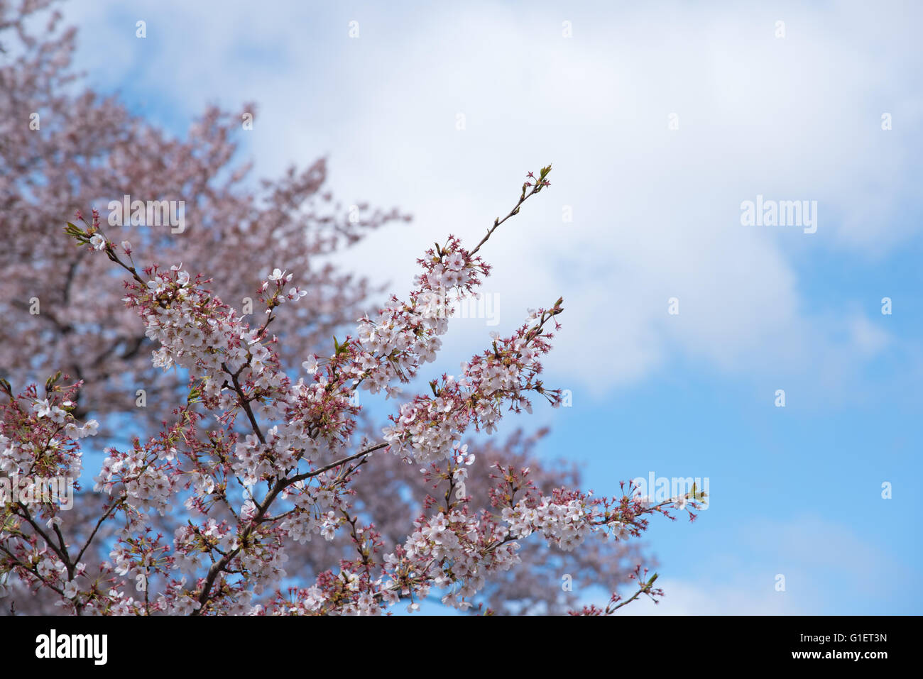 Spring Cherry blossoms with blue sky Stock Photo - Alamy